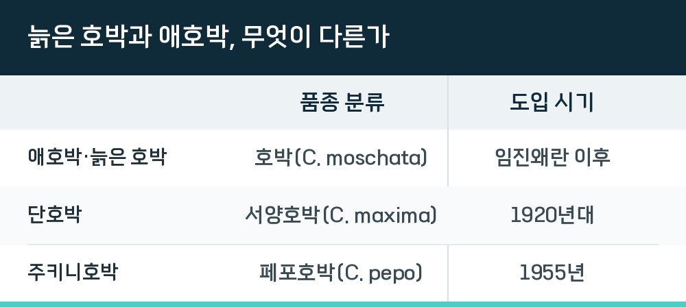 늙은 호박과 애호박, 무엇이 다른가