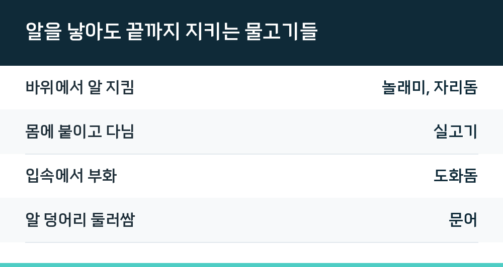 알을 낳아도 끝까지 지키는 물고기들