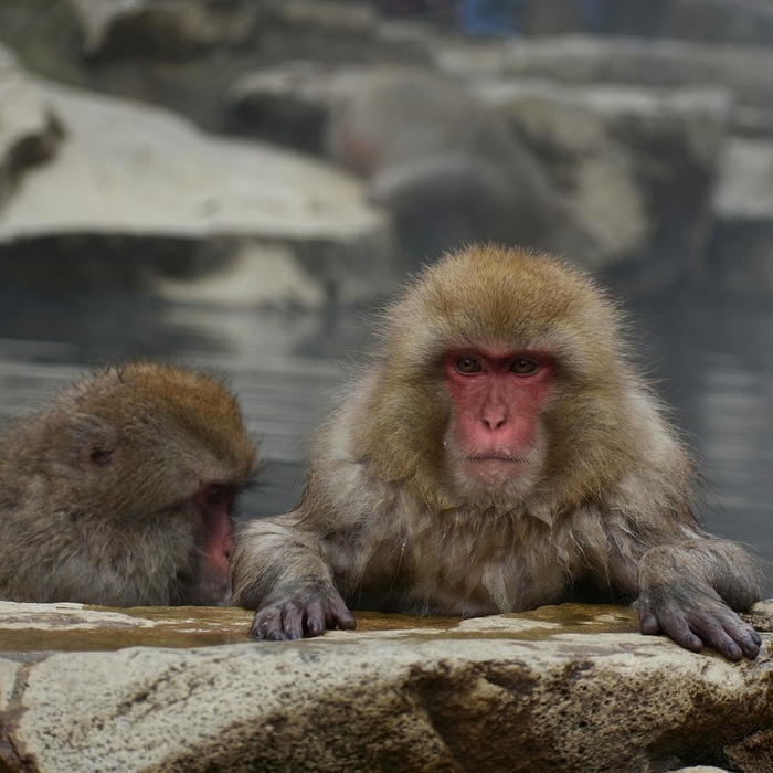 일본 온천 리조트