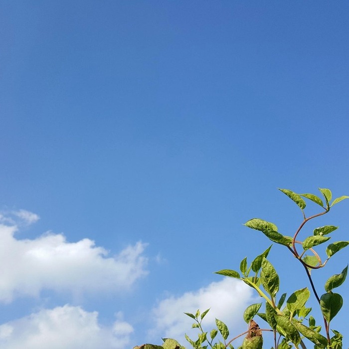 오미자 열매
