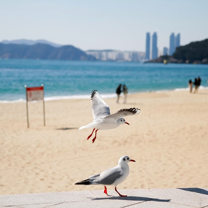 해운대 바다 경치