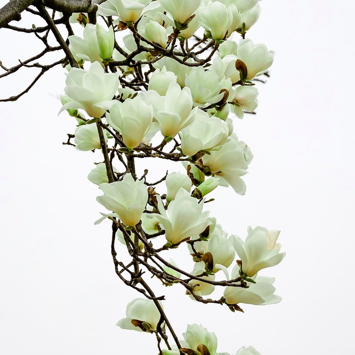 목련꽃 관리