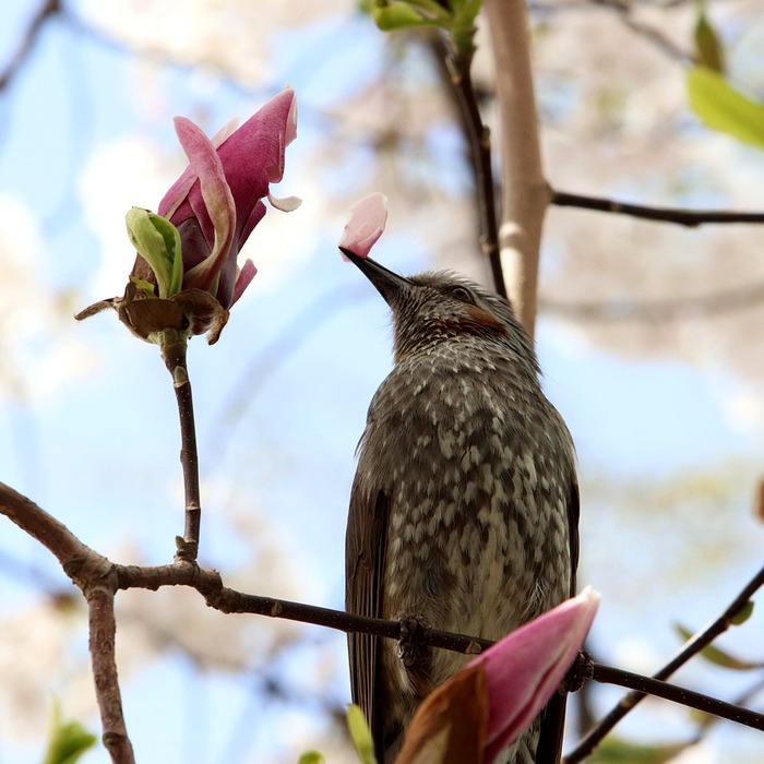 목련꽃 색상