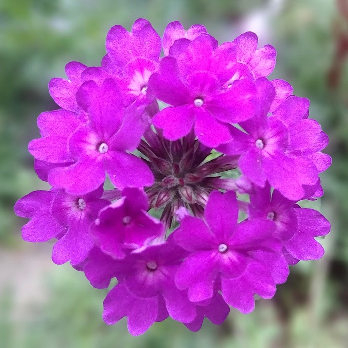 세종시 펜트빌