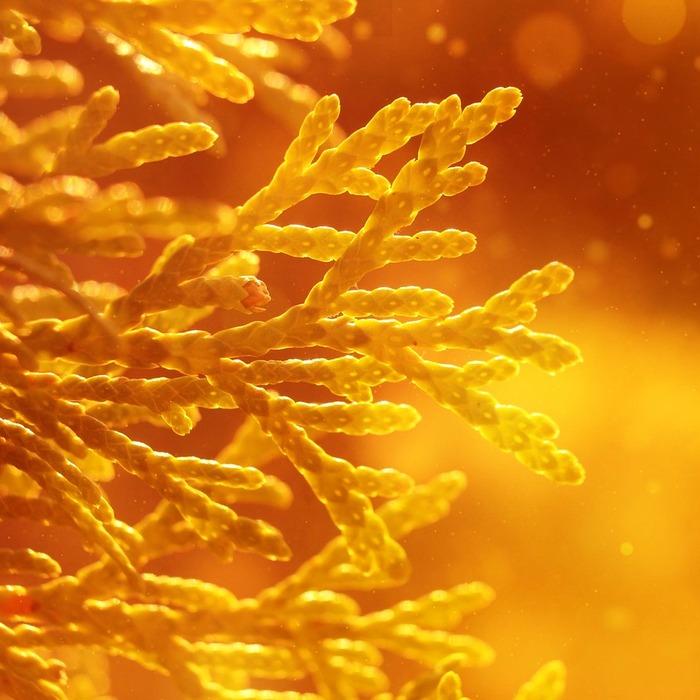 배당주 투자