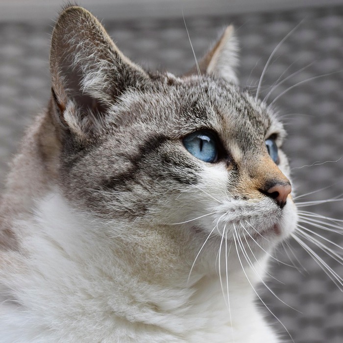 고양이 사료 종류