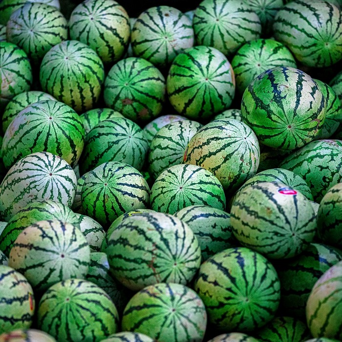 수근관 구조