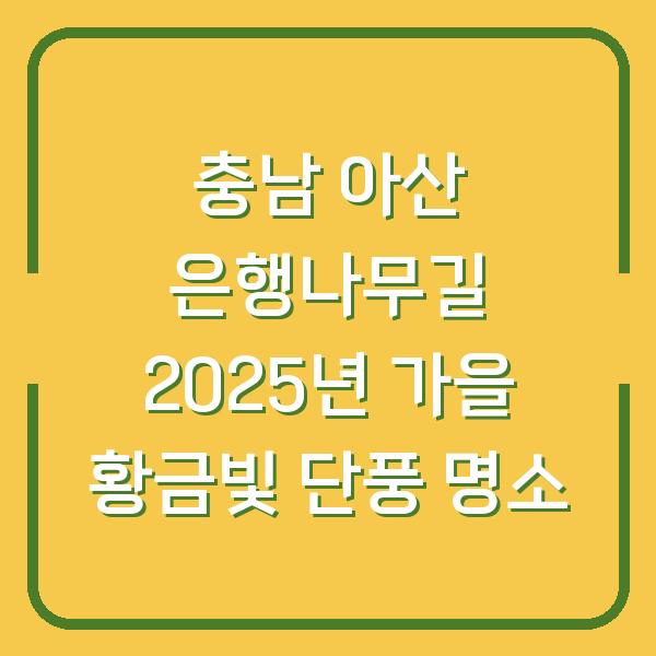 충남 아산 은행나무길 2025년 가을 황금빛 단풍 명소