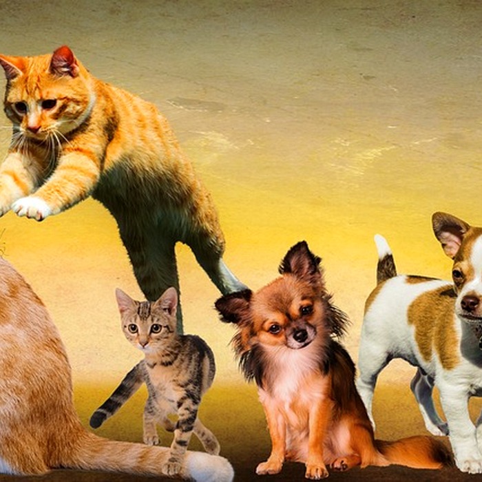 고양이 놀이 공간